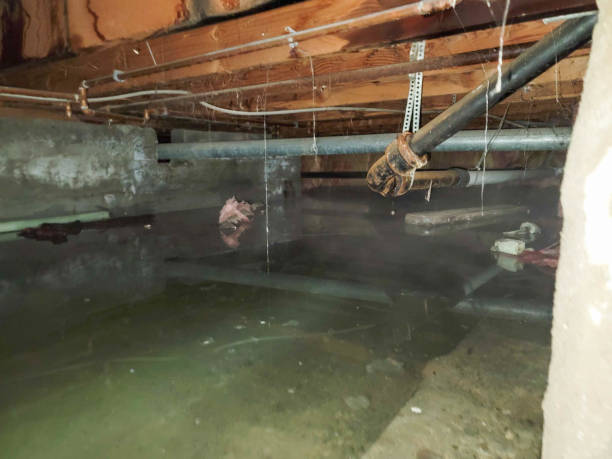 Best Water damage contractors near me  in Champlin, MN